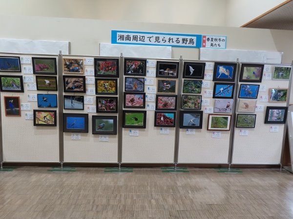湘南大庭市民図書館　写真展「湘南周辺で見られる野鳥　～特集：春夏秋冬の鳥たち～」