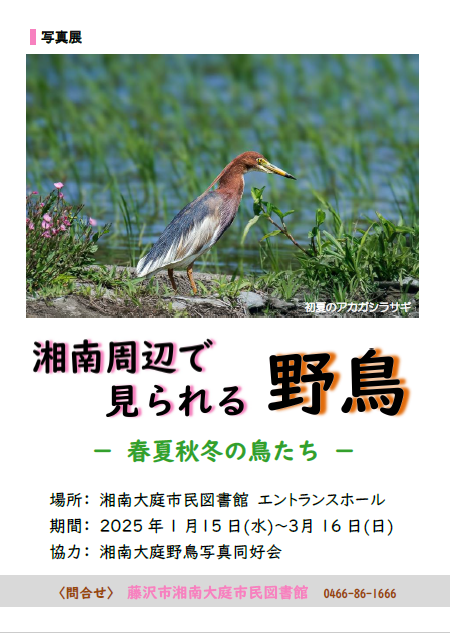湘南大庭市民図書館　写真展「湘南周辺で見られる野鳥　～特集：春夏秋冬の鳥たち～」