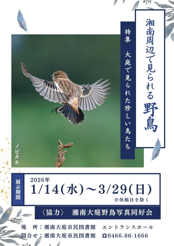 湘南大庭市民図書館　写真展「湘南周辺で見られる野鳥　～特集：大庭で見られた珍しい鳥たち～」のポスター